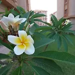 جاردينيا سيتي كومباوند