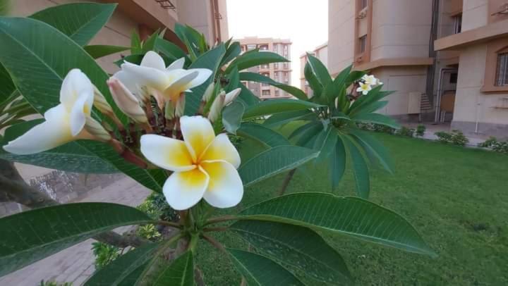 Apartment جاردينيا سيتي كومباوند *